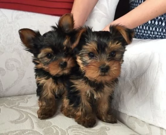 regalo yorkshire terrier maschio e femmina 