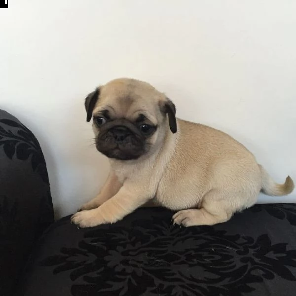 regalo cuccioli di carlino | Foto 0