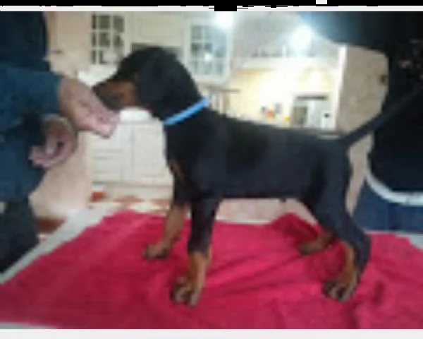dobermann cuccioli alta selezione | Foto 0