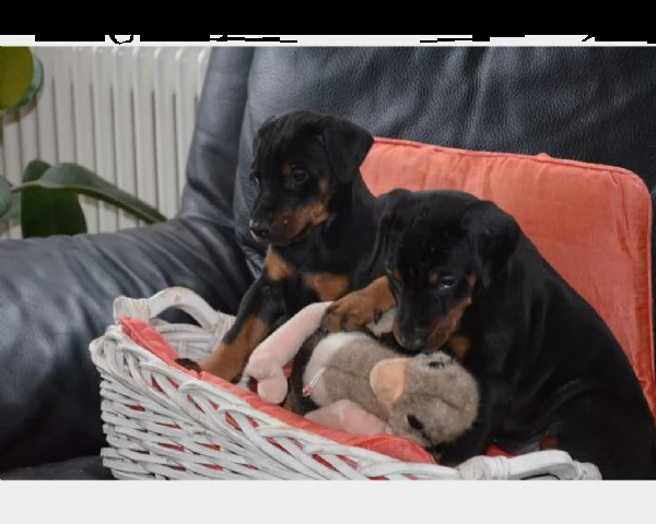 dobermann cuccioli alta selezione