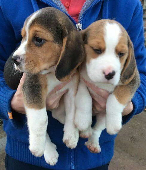 cuccioli beagle gratuiti per adozione