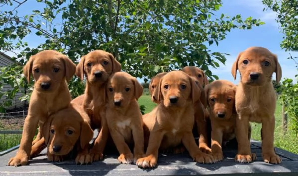 fox red labrador retrievers | Foto 1