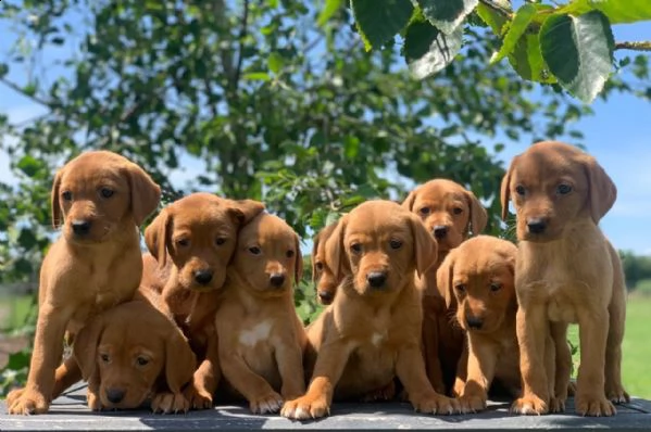 fox red labrador retrievers | Foto 0