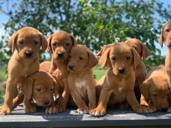 fox red labrador retrievers
