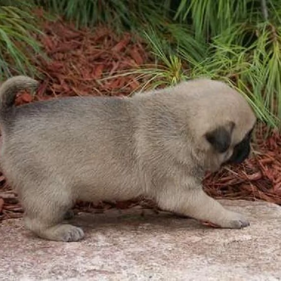regalo carlino