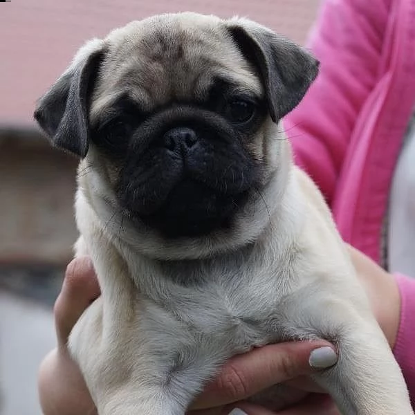 regalo dolce carlino cuccioli  ,,,,,, | Foto 0
