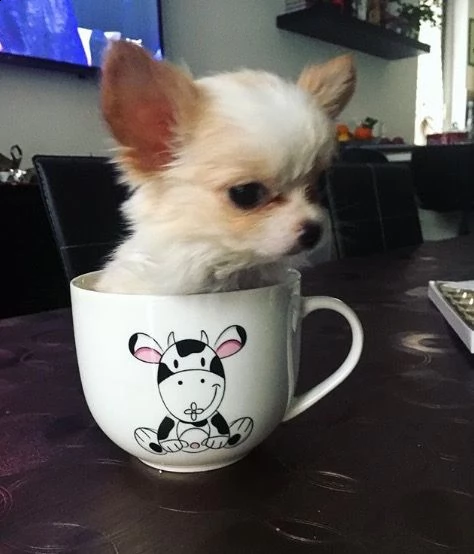 regalo cuccioli di chihuahua | Foto 0