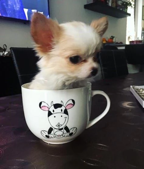   regalo cuccioli di chihuahua | Foto 0