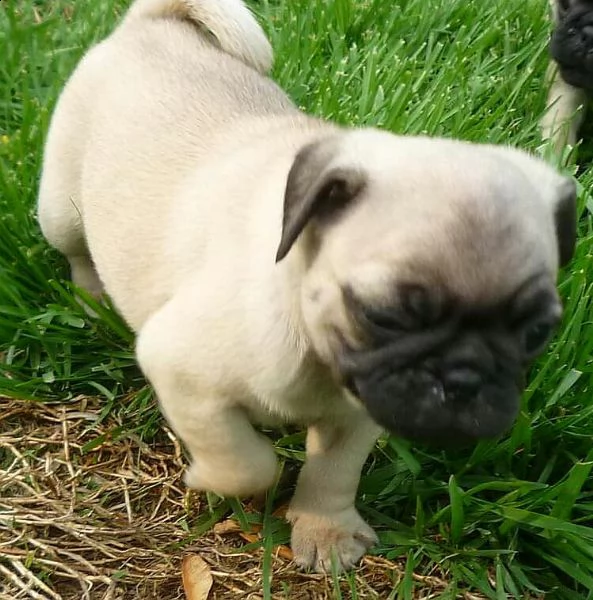 maschio e femmina cuccioli carlino | Foto 0