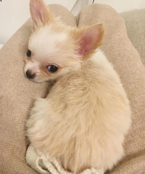 chihauhau  cuccioli | Foto 0