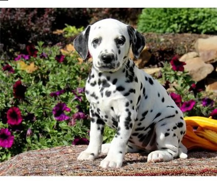 regalo maschio libero di qualità e femmina cuccioli di dalmata di reinserimento.