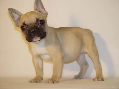 regalo maschio e femmina bouledogue francese con pedigree