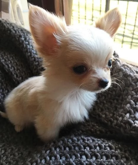 regalo cuccioli di chihuahua