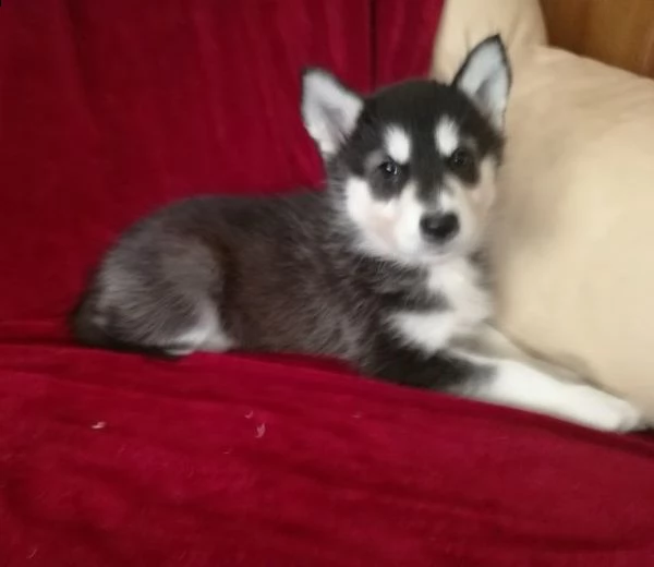 3 mesi siberian husky pronti subito | Foto 4
