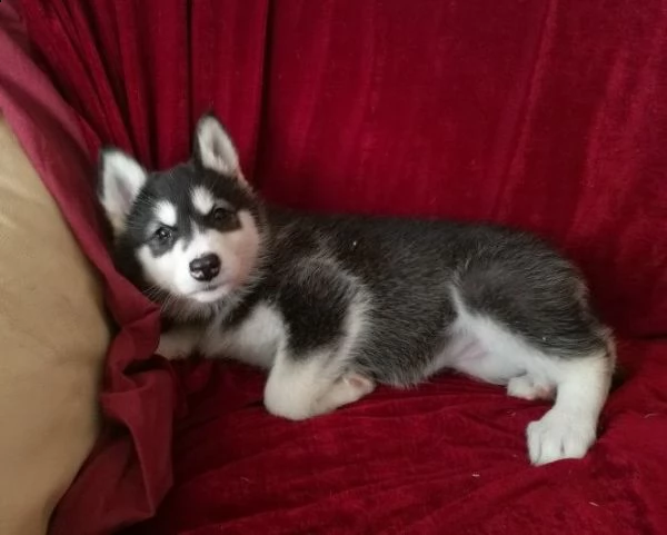 3 mesi siberian husky pronti subito | Foto 3