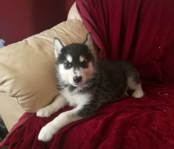 3 mesi siberian husky pronti subito | Foto 2