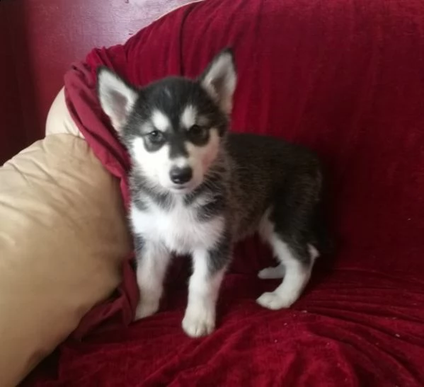 3 mesi siberian husky pronti subito