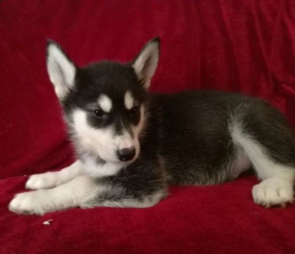 3 mesi siberian husky pronti subito | Foto 1
