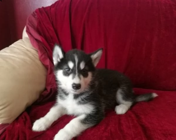 3 mesi siberian husky pronti subito | Foto 0