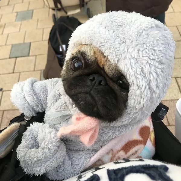  regalo  carlino cuccioli::::::: | Foto 0