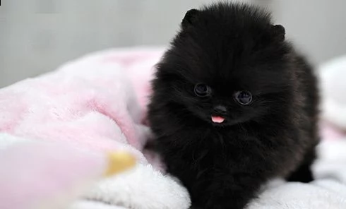   regalo cuccioli di chihuahua | Foto 0