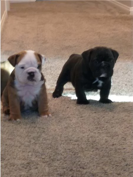 stupendi cuccioli di bulldog inglese | Foto 1