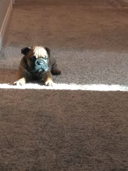 stupendi cuccioli di bulldog inglese | Foto 0