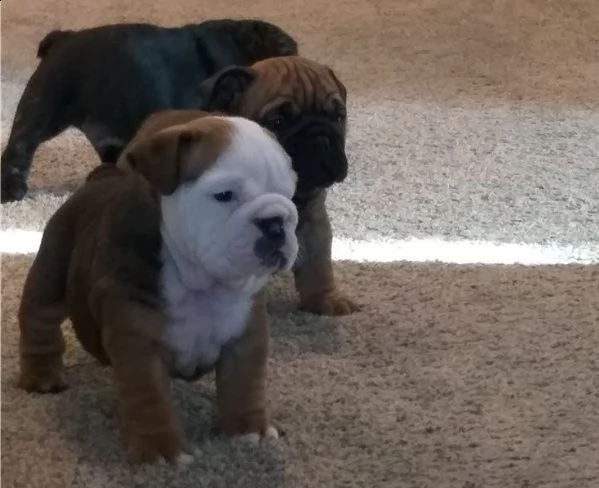 stupendi cuccioli di bulldog inglese