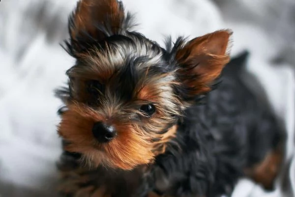 yorkie