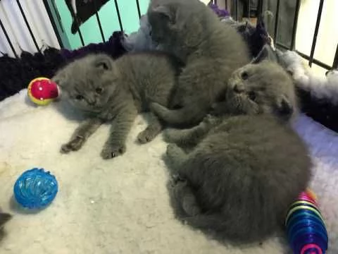 gattini britannici a pelo corto