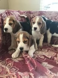 beagle cuccioli
