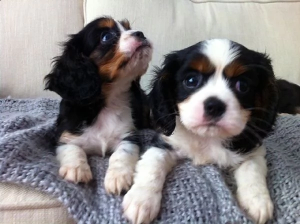 cavalier king cuccioli bicolore