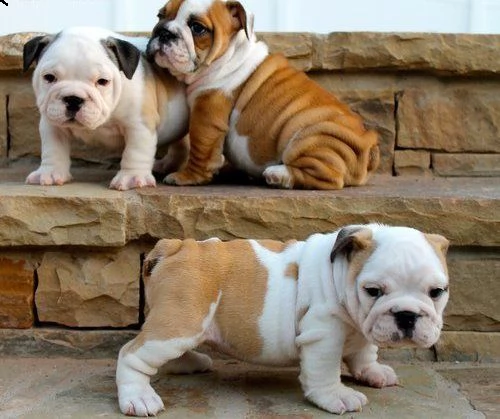 regalo disponibili cuccioli di bouledogue inglese.