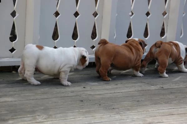 regalo cuccioli di bulldog inglese femminucce e maschietti 