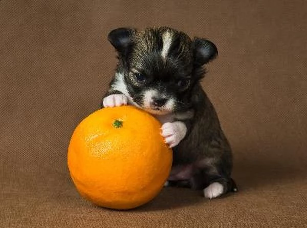 chihuahua cuccioli disponibile per l'adozione