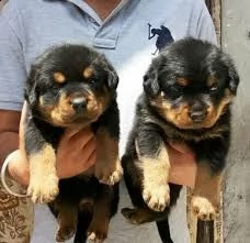 offro in regalo rotweiller cuccioli con pedigree . cuccioli di rotweiller siamo urgentemente alla ri | Foto 0