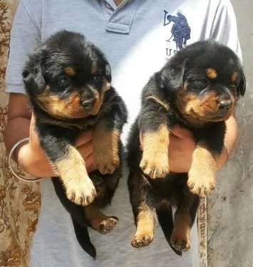 offro in regalo rotweiller cuccioli con pedigree . cuccioli di rotweiller siamo urgentemente alla ri