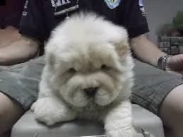  offro in adozione cucciolo regalo chow chow cuccioli disponibile per l'adozione adorabili cuccioli 