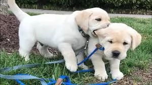labrador cuccioli cioccolato e neri