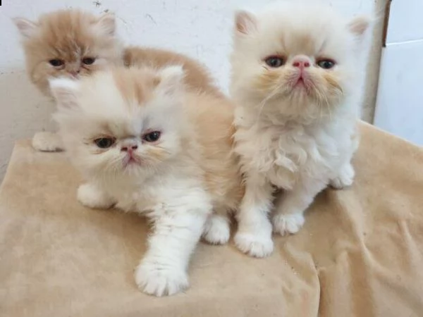 gattini di persiano (gratuito)abbiamo cuccioli dipersiano disponibile versione maschile e femminile.