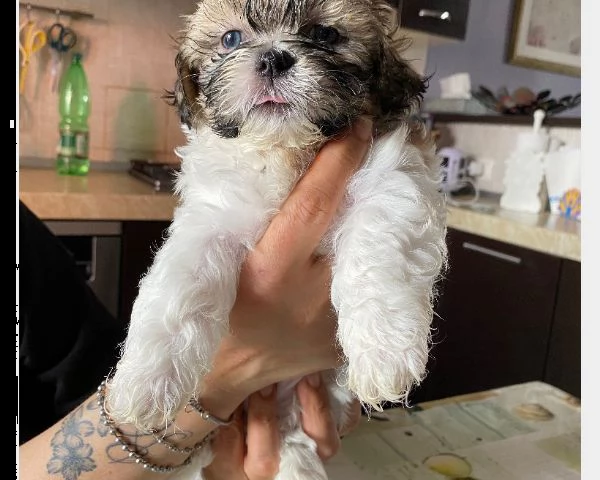 shih-tzu splendidi cuccioli con pedigrée | Foto 0