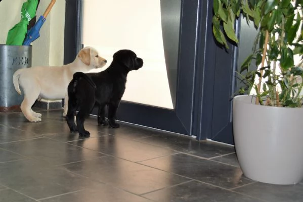 cuccioli di labrador retriever con pedigree enci  | Foto 0