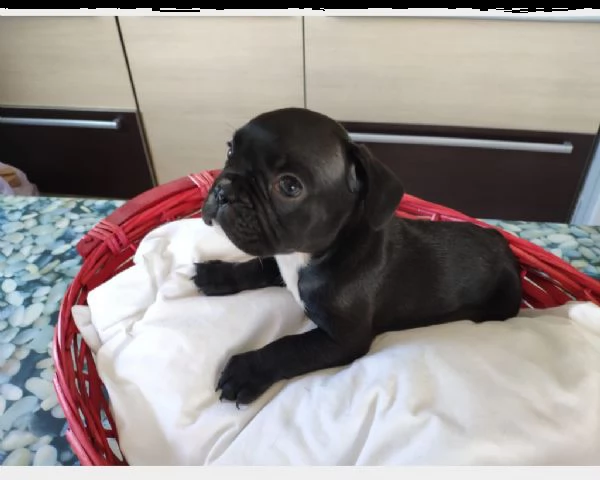 bouledogue francese bianco nero  | Foto 0