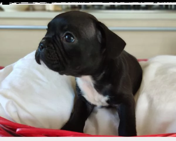(bouledogue francese bianco nero )