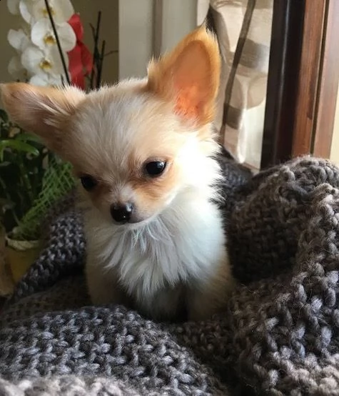 regalo cuccioli di chihuahua