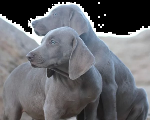 ~~~~~cuccioli di weimaraner