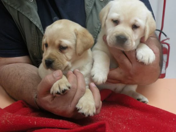 !!!!!!!!cuccioli di labrador retriever con pedigree enci  | Foto 0