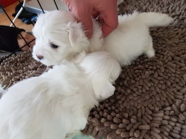 bichon - maltese