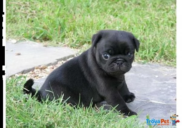 regalo teneri cuccioli di carlino disponibili