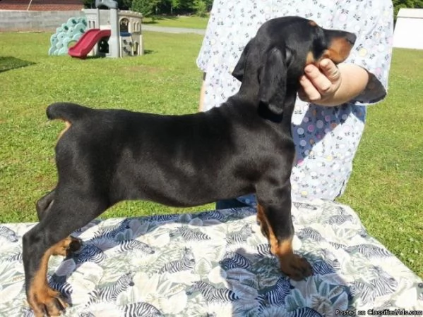 cuccioli di doberman  abbiamo cuccioli di doberman disponibile versione maschile e femminile. i cucc